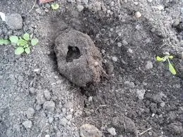 Капустянка методи боротьби