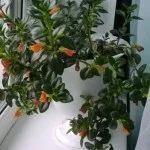 Нематантус золота рибка, сад (рибка) Нематантус золота рибка, сад