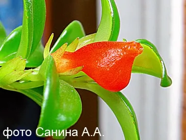 Нематантус, золота рибка з тропічного лісу! (Нематантус) Нематантус, золота рибка з тропічного лісу!