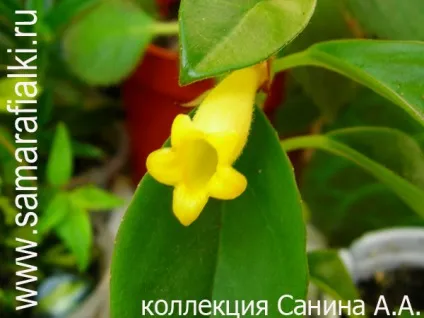 Нематантус, золота рибка з тропічного лісу! (Рибка) Нематантус, золота рибка з тропічного лісу!