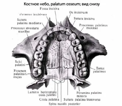 Небо людини, анатомія неба, будова, функції, картинки на eurolab (будова неба) Небо людини, анатомія неба, будова, функції, картинки на eurolab