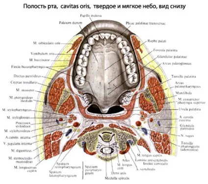 Небо людини, анатомія неба, будова, функції, картинки на eurolab (будова неба) Небо людини, анатомія неба, будова, функції, картинки на eurolab