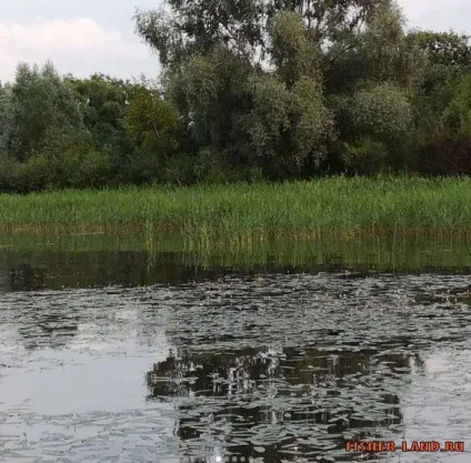Чи не клює риба що робити