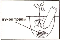 Томати та перці у пляшках - Дачний Форум перці