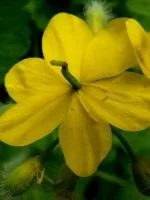 Обліпихова свічки в гінекології (свічки) Обліпихова свічки в гінекології