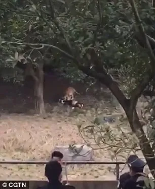 Новини подія - в китайському зоопарку тигр напав на людину - фото, відео, новини (тигр) Новини подія - в китайському зоопарку тигр напав на людину - фото, відео, новини
