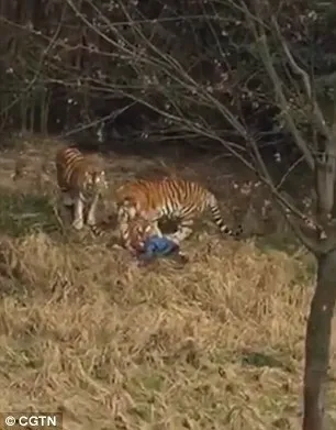Новини подія - в китайському зоопарку тигр напав на людину - фото, відео, новини (напав) Новини подія - в китайському зоопарку тигр напав на людину - фото, відео, новини