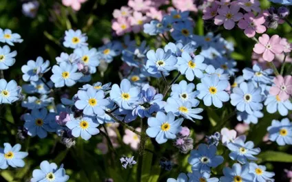Незабудка альпійська - вирощування з насіння і догляд у відкритому грунті