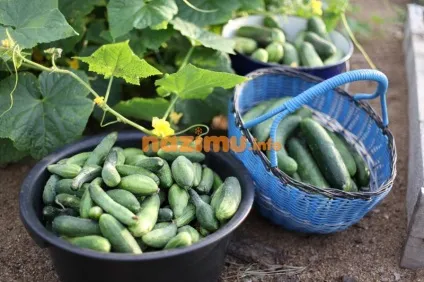 Огірки, солоні на зиму, як бочкові - рецепт заготовки з фото (бочкові) Огірки, солоні на зиму, як бочкові - рецепт заготовки з фото