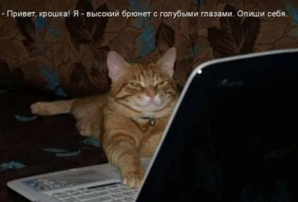 Чи потрібно розмовляти з котом про життя (котом) Чи потрібно розмовляти з котом про життя