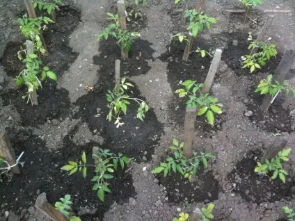 Обробка томатів борною кислотою підгодівля і як обприскувати, помідори поливати, позакореневе (кислотою) Обробка томатів борною кислотою підгодівля і як обприскувати, помідори поливати, позакореневе