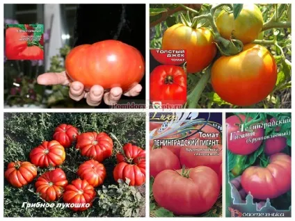 Низькорослі сорти помідор найкращі з описом і фото (низькорослі помідори кращі сорти) Низькорослі сорти помідор найкращі з описом і фото