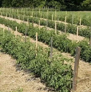 Опис сорту і спосіб вирощування томата яблонькаУкаіни