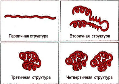 Органічні речовини клітини, we are students - ми студенти! (Речовини) Органічні речовини клітини, we are students - ми студенти!