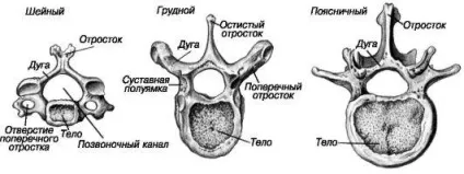 Опорно-руховий апарат (травної дихальної систем) Опорно-руховий апарат