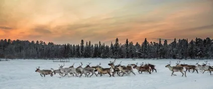 Вони крутіше, ніж котики, фото новини