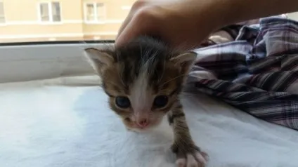 віддам кота