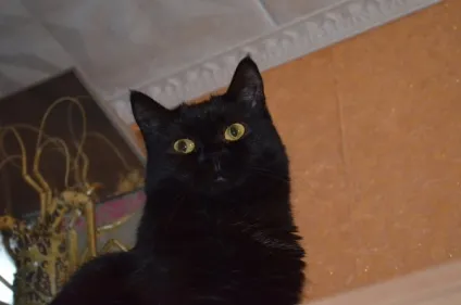 віддам кота