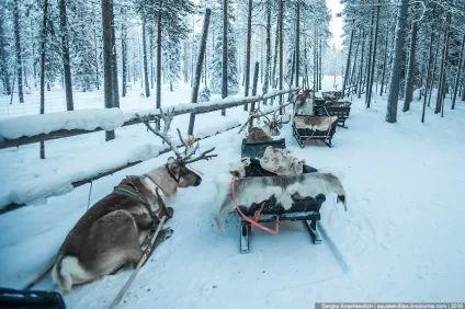 Вони крутіше, ніж котики, фото новини