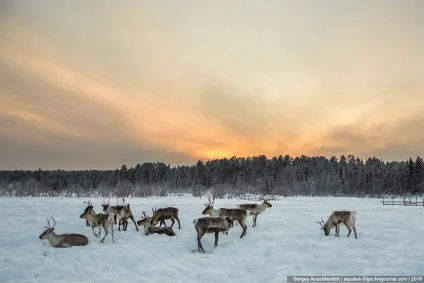Вони крутіше, ніж котики, фото новини