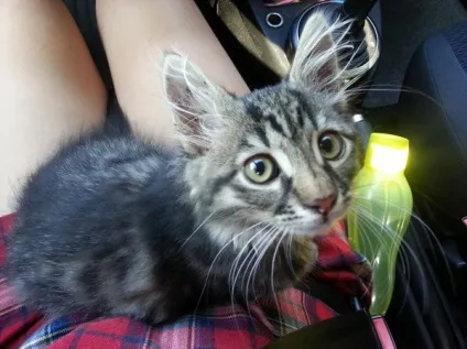 віддам кота