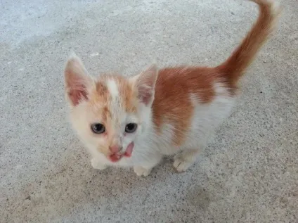 віддам кота