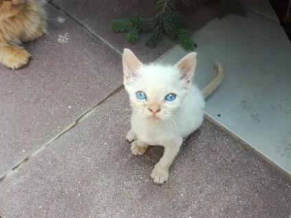 віддам кота