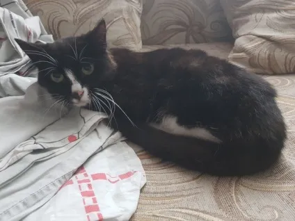 віддам кота
