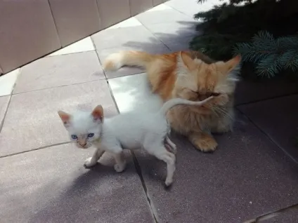 віддам кота