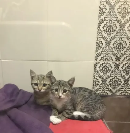 віддам кота