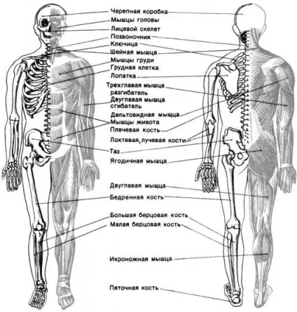 Опорно-руховий апарат (апарат) Опорно-руховий апарат