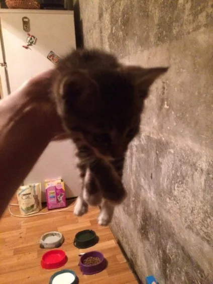 віддам кота