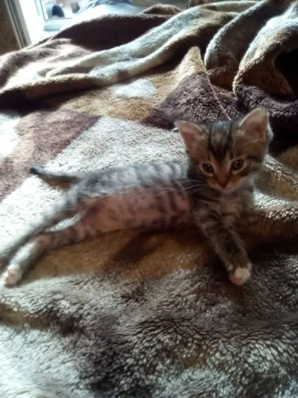 віддам кота