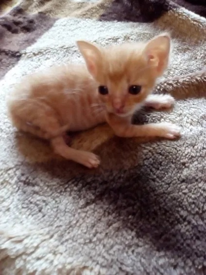 віддам кота