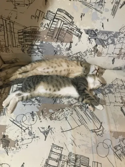 віддам кота