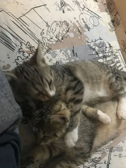 віддам кота