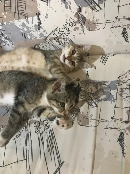 віддам кота