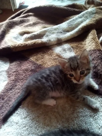 віддам кота