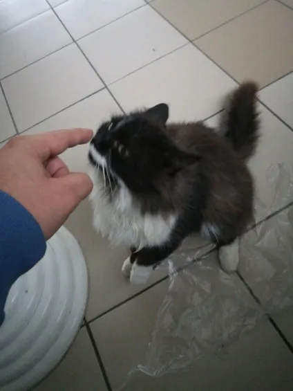 віддам кота