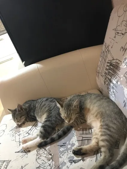 віддам кота