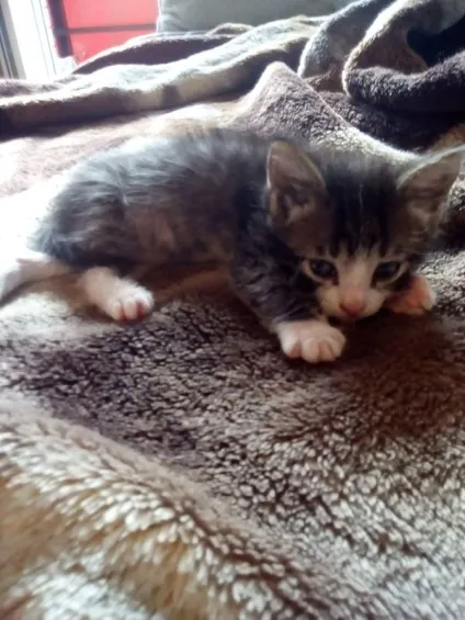 віддам кота