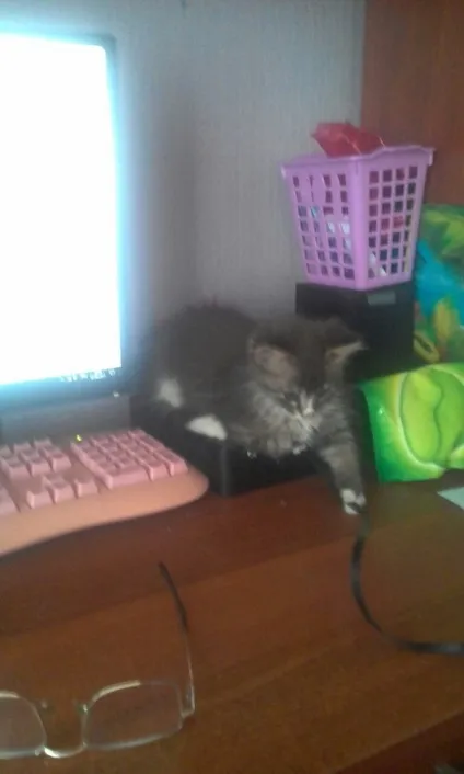 віддам кота