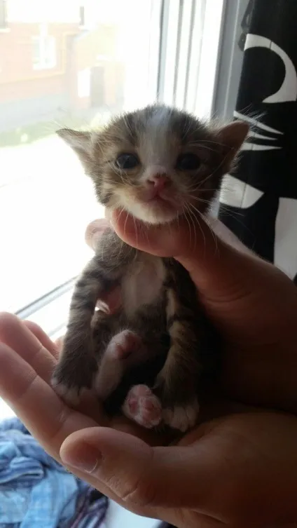 віддам кота
