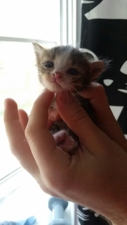 віддам кота