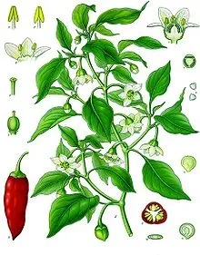 Перець болгарський - це