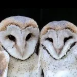 Корисні птиці сови