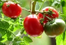 Помідори на балконі вирощування покроково як виростити балконні томати, як доглядати і запилювати в (помідори на балконі вирощування покроково) Помідори на балконі вирощування покроково як виростити балконні томати, як доглядати і запилювати в