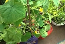 Помідори на балконі вирощування покроково як виростити балконні томати, як доглядати і запилювати в (помідори) Помідори на балконі вирощування покроково як виростити балконні томати, як доглядати і запилювати в