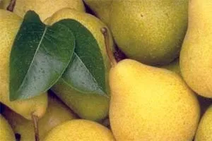 Користь груші для організму, а чи є шкода (збитки) Користь груші для організму, а чи є шкода