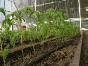 Чому сохнуть листя у томатів